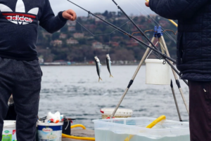 baits