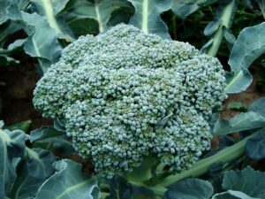 veggies